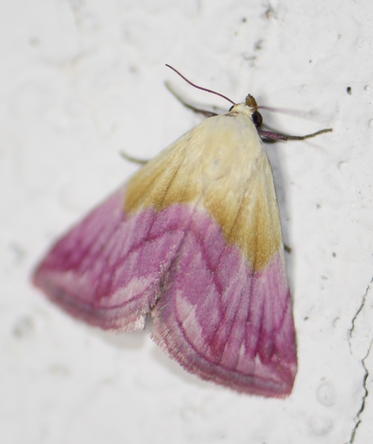 Eublemma purpurina - bíboros törpebagoly