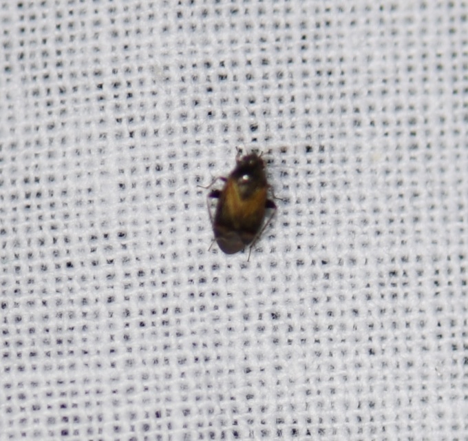 Psallus