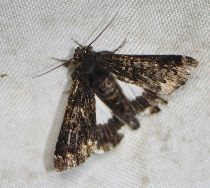 Catephia alchymista - fekete övesbagoly