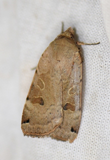 Noctua orbona - foltos sárgafűbagoly