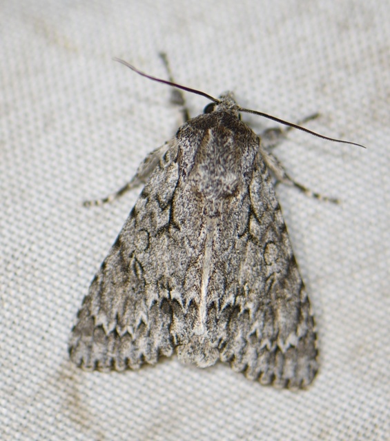 Acronicta aceris - vadgesztenye-szigonyosbagoly