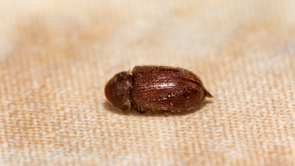 Stegobium paniceum - kenyérbogár