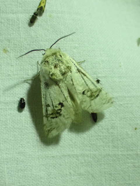 Parahypopta caestrum - spárgalepke