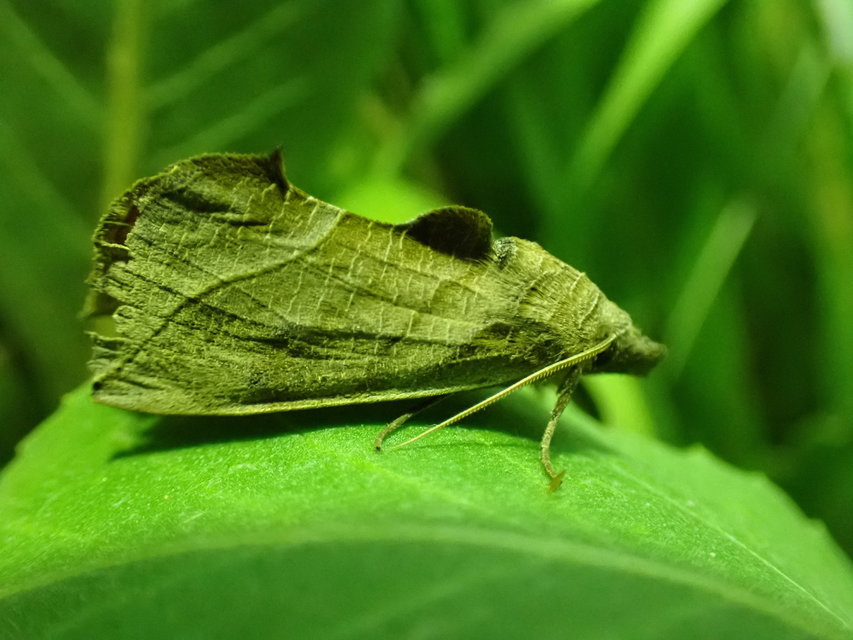 Calyptra thalictri - öblösszárnyú bagoly