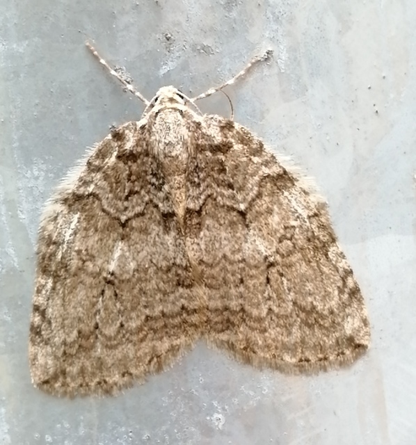 Epirrita christyi/dilutata