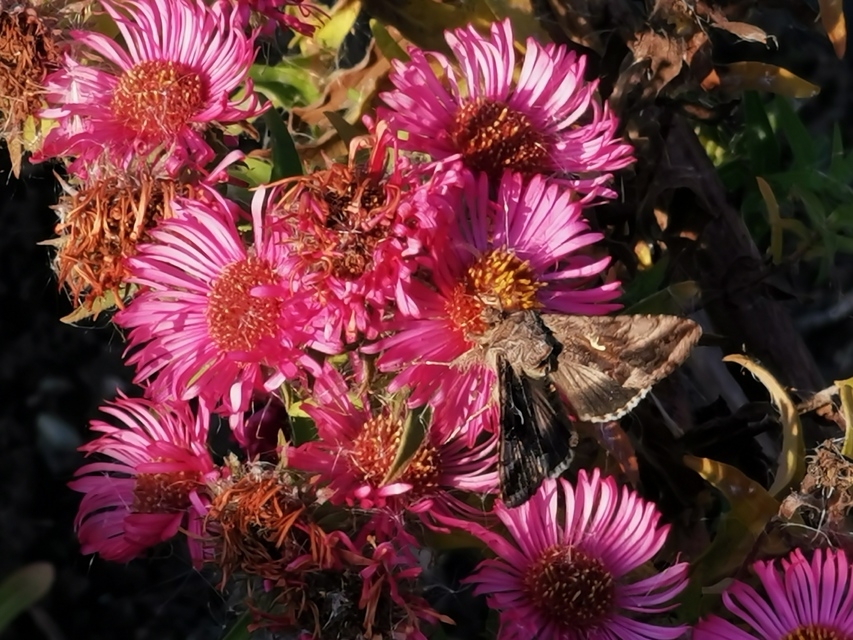 Autographa gamma - gammalepke