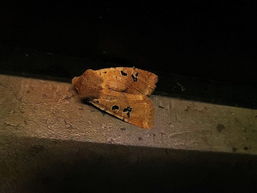 Conistra rubiginosa - szürke télibagoly
