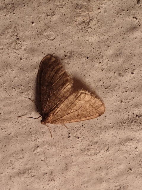 Operophtera brumata - kis téliaraszoló