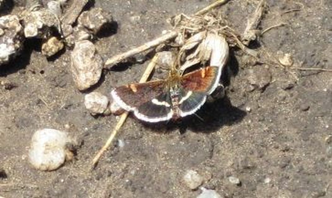 Pyrausta obfuscata - félholdas kormosmoly