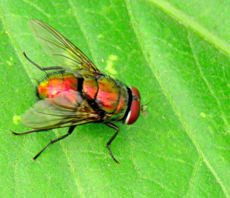 Lucilia
