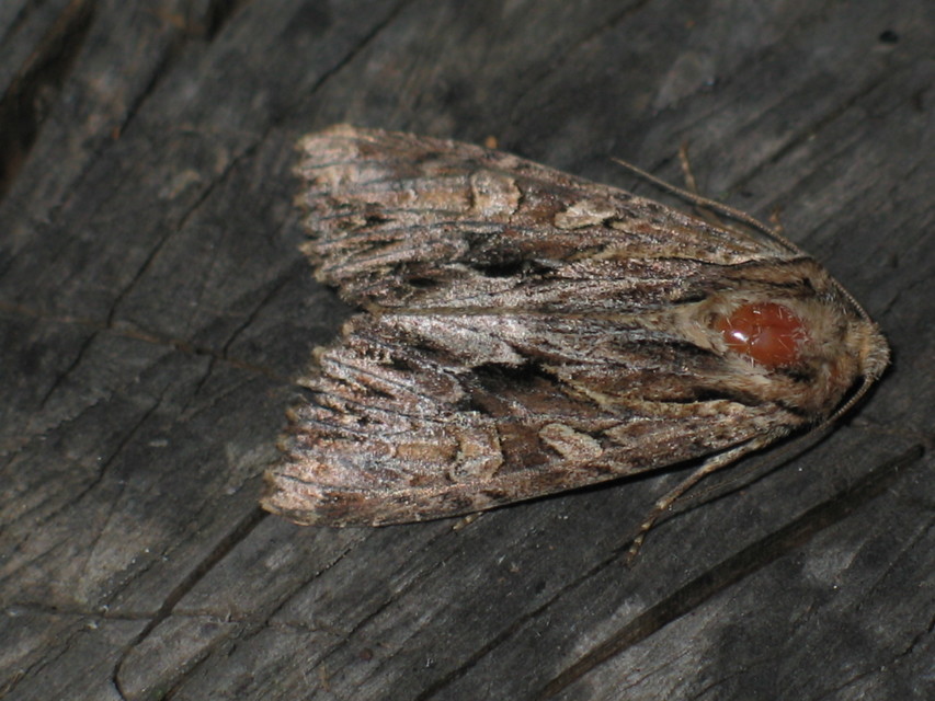 Apamea monoglypha - nagy dudvabagoly