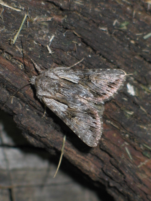 Chloantha hyperici - orbáncfű-sugarasbagoly