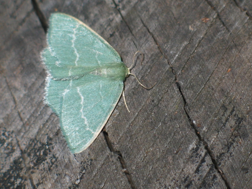 Chlorissa viridata - üdezöld araszoló