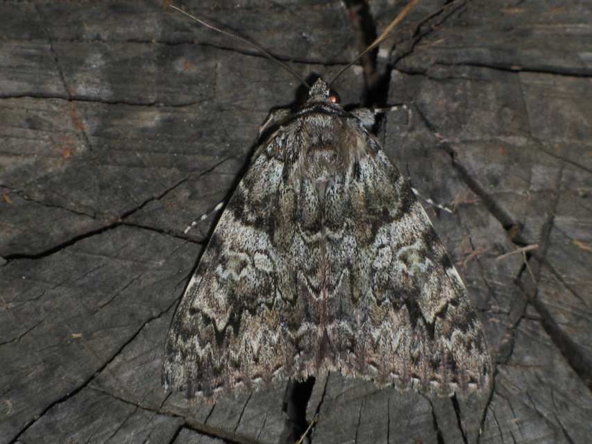 Catocala promissa - kis tölgyfa-övesbagoly