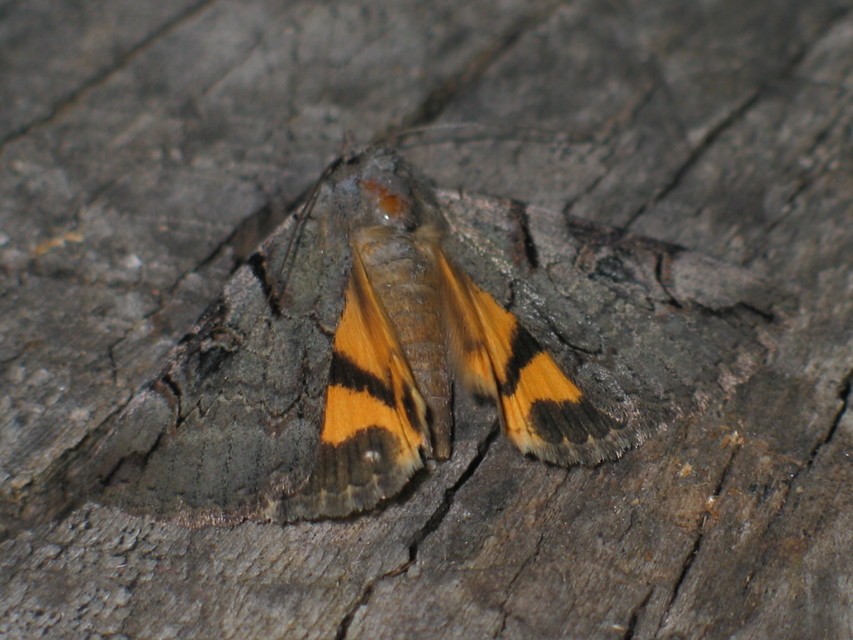 Catocala hymenaea - kökény-övesbagoly