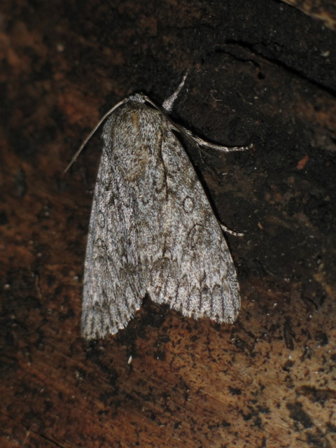 Acronicta aceris - vadgesztenye-szigonyosbagoly