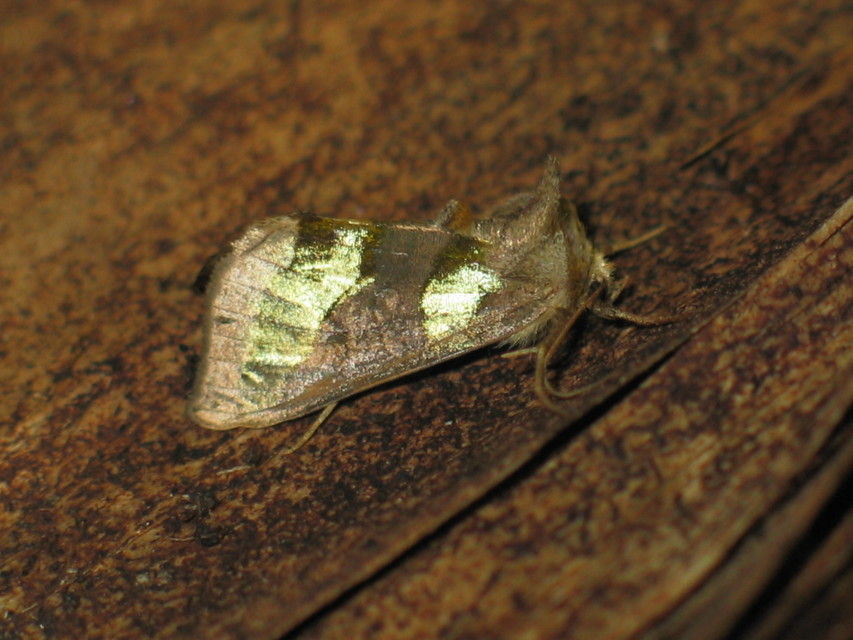 Diachrysia chrysitis - aranybagoly