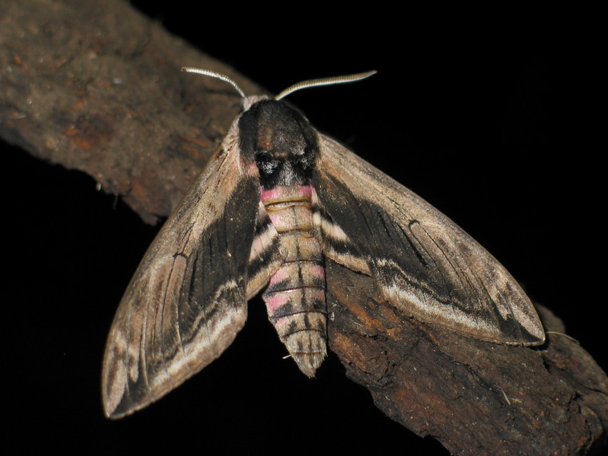 Sphinx ligustri - fagyalszender