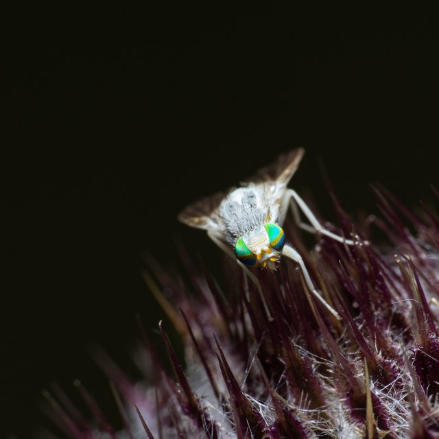 Tephritidae - fúrólégyfélék