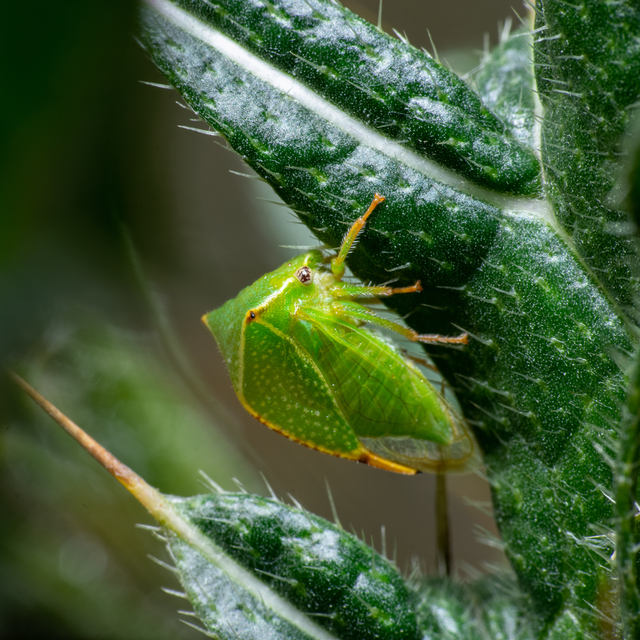 Stictocephala bisonia - bivalykabóca
