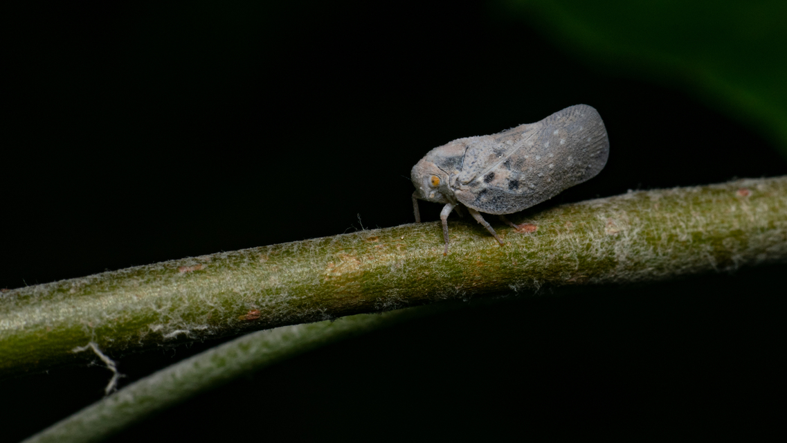 Metcalfa pruinosa - amerikai lepkekabóca