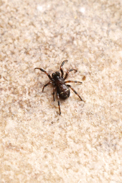 Asagena phalerata/meridionalis
