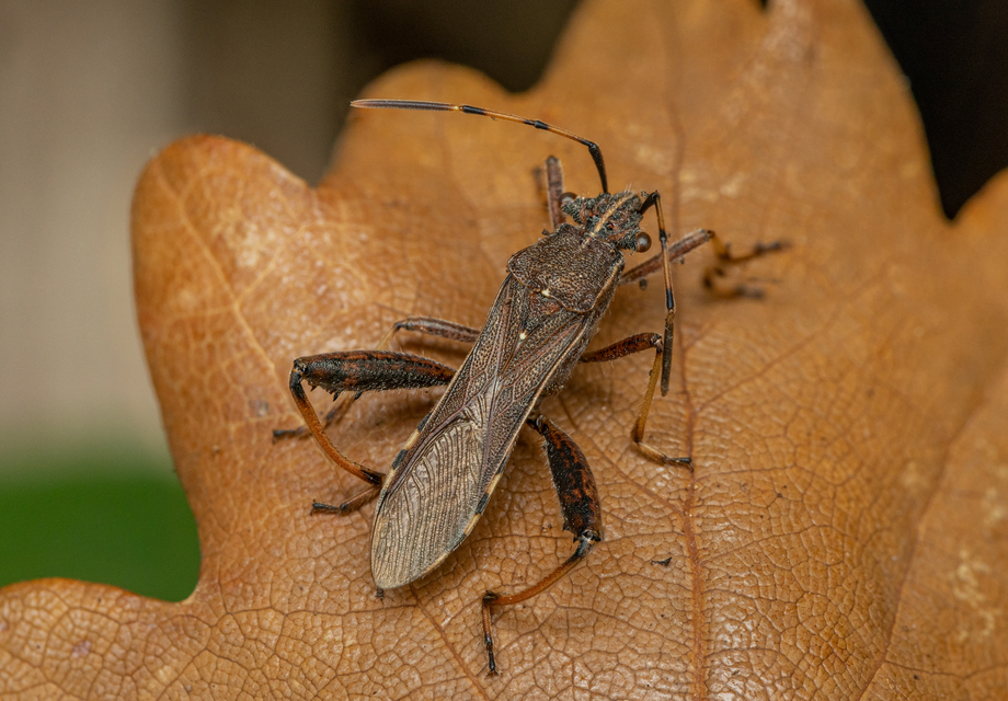 Camptopus lateralis - görbelábú karimáspoloska