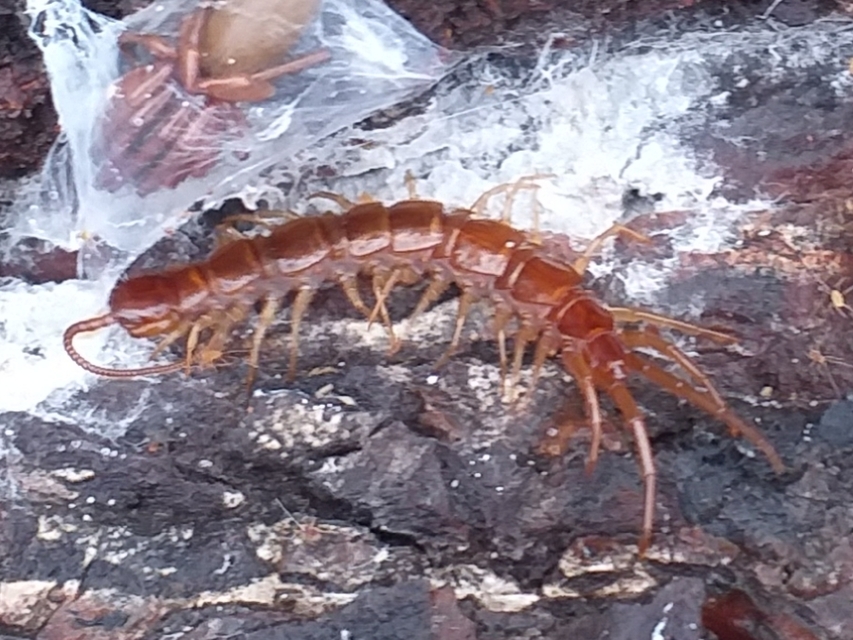 Lithobiidae