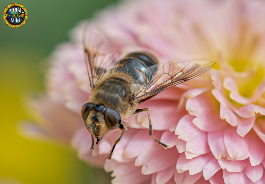 Eristalis tenax - közönséges herelégy