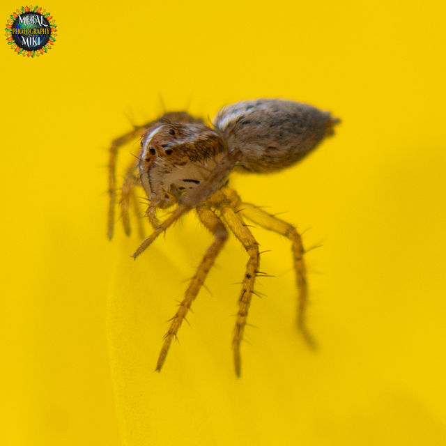 Oxyopes