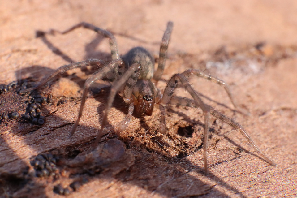 Tegenaria domestica - házi zugpók
