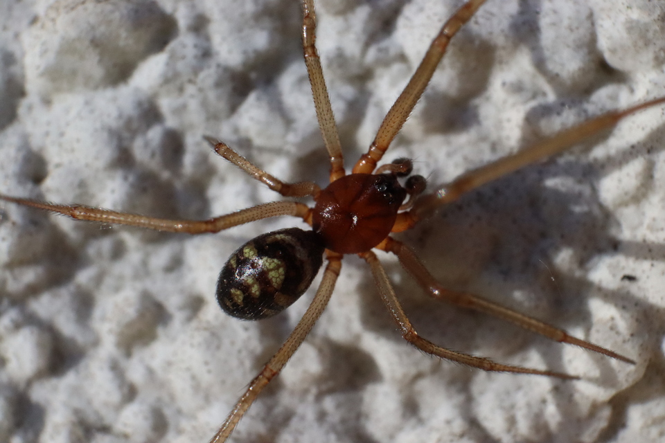 Steatoda grossa - nagy faggyúpók