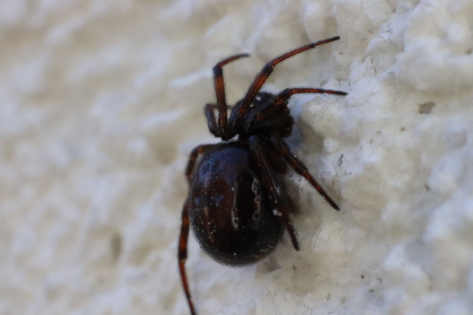 Steatoda bipunctata - kétpettyes faggyúpók