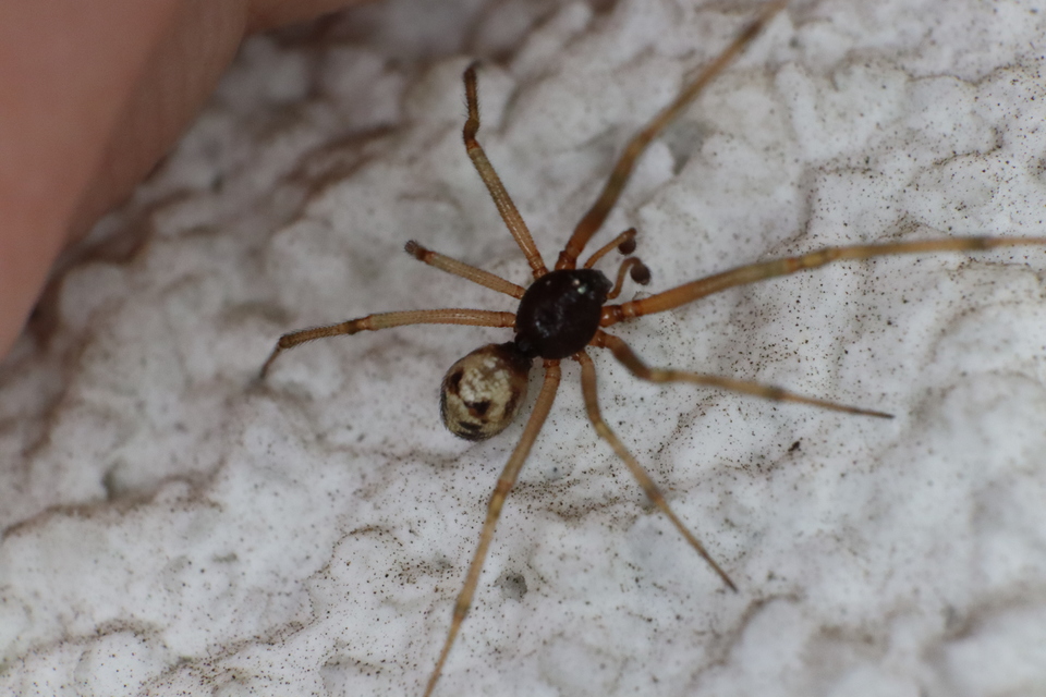 Steatoda triangulosa - háromszöges faggyúpók