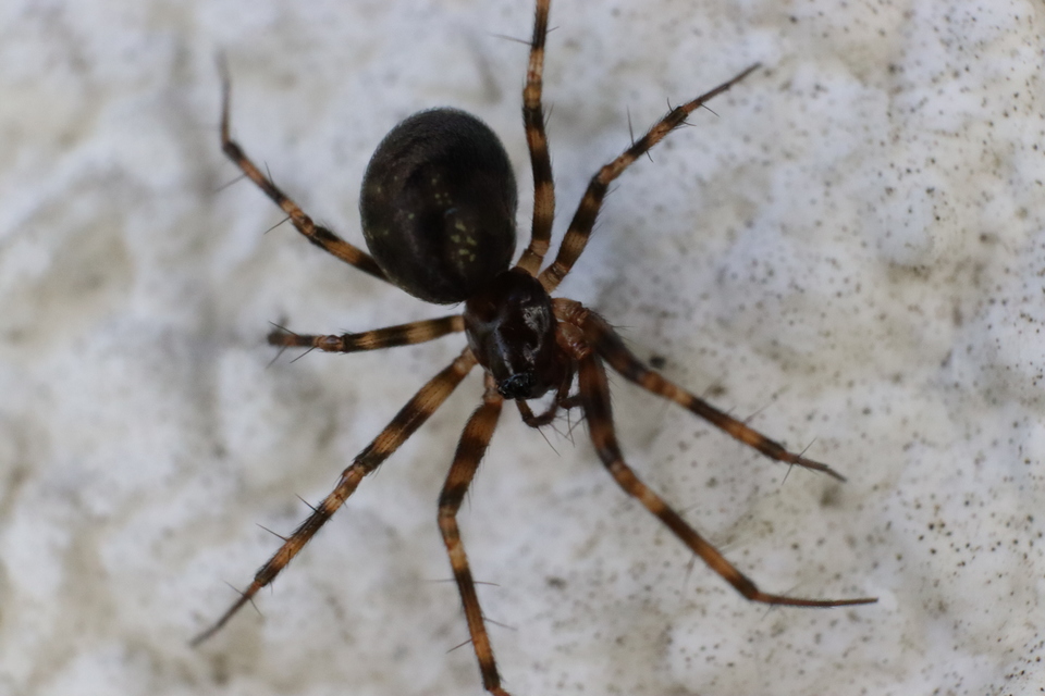 Lepthyphantes minutus