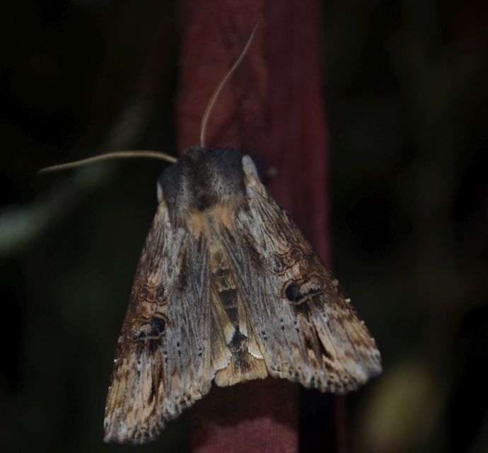 Xylena exsoleta - szürke fabagoly