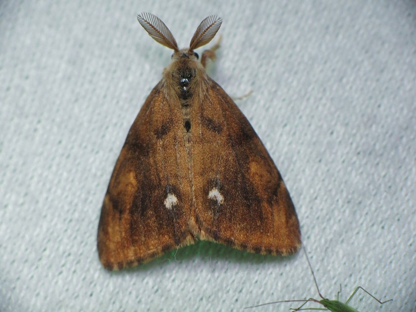 Orgyia antiqua - rozsdabarna kisszövő