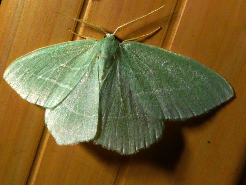 Hemistola chrysoprasaria - kékes zöldaraszoló