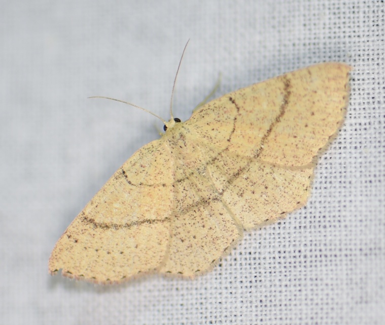 Cyclophora ruficiliaria - vörösrojtú pettyesaraszoló