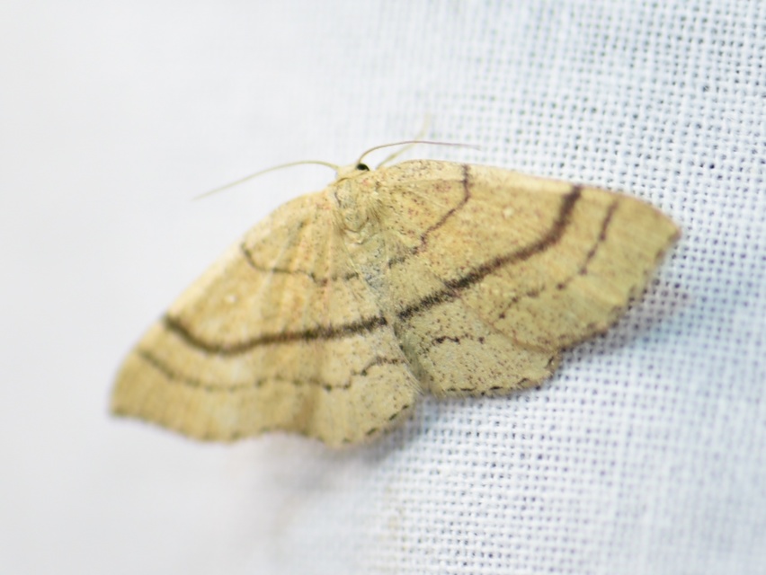 Cyclophora linearia - vonalas pettyesaraszoló