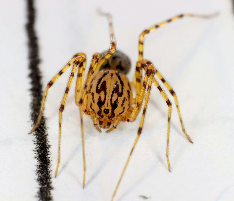 Scytodes thoracica - közönséges csupaszpók