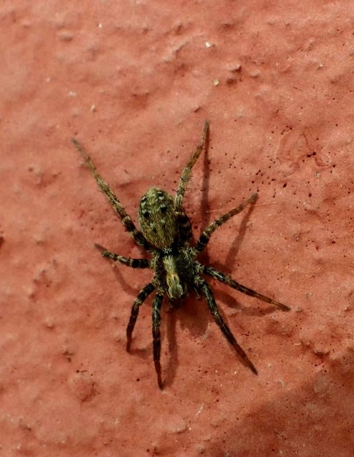 Xerolycosa nemoralis