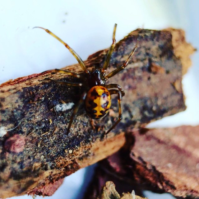 Steatoda triangulosa - háromszöges faggyúpók