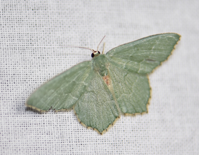 Hemithea aestivaria - nyír-zöldaraszoló
