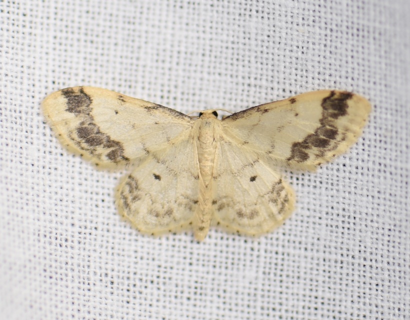 Idaea trigeminata - csúcsfoltos apróaraszoló