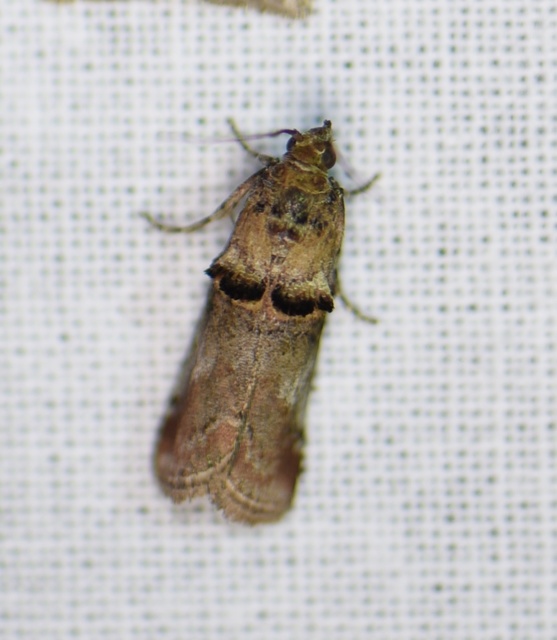 Trachonitis cristella - bokorrágó karcsúmoly