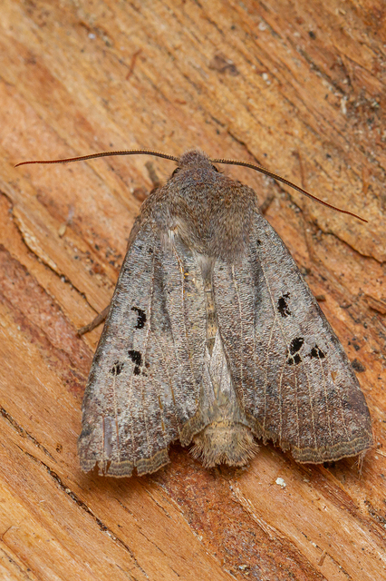 Conistra rubiginosa - szürke télibagoly