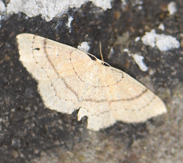 Cyclophora linearia - vonalas pettyesaraszoló