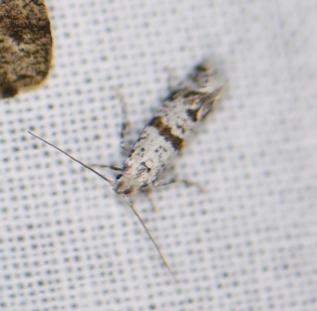 Scythropia crataegella - galagonya-pókhálósmoly