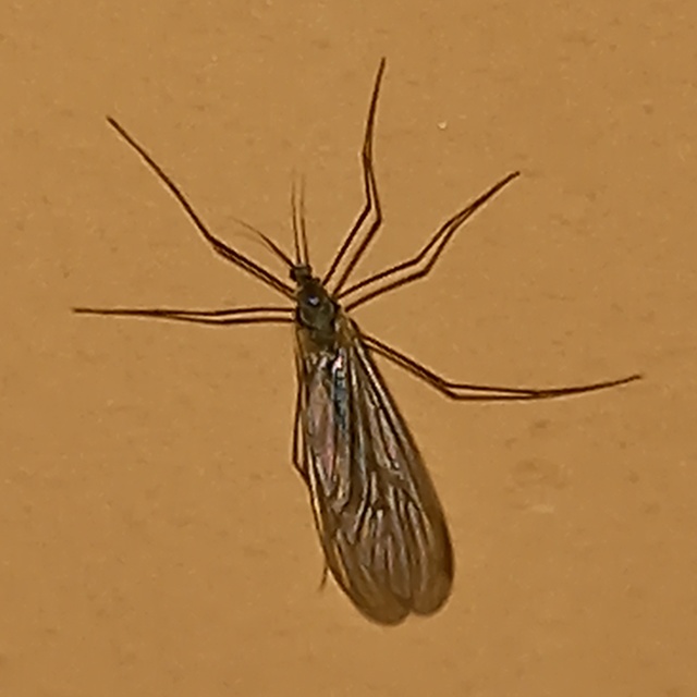 Trichocera